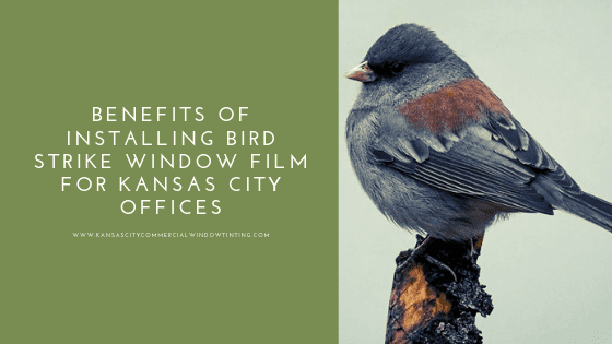 bird strike window film kansas city