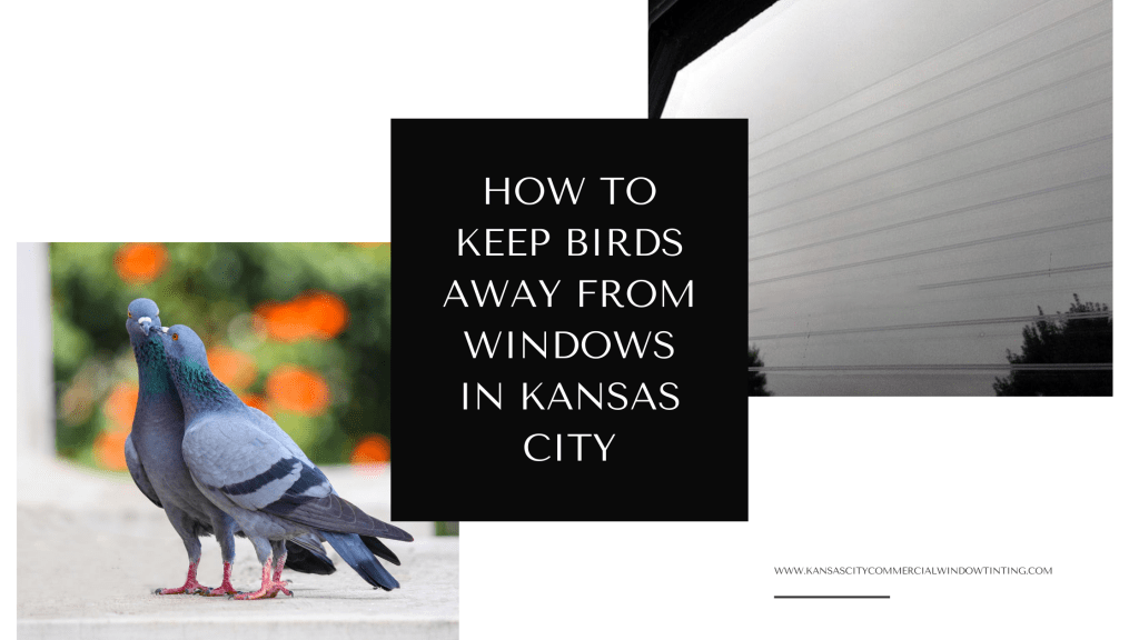 keep birds away from windows kansas city