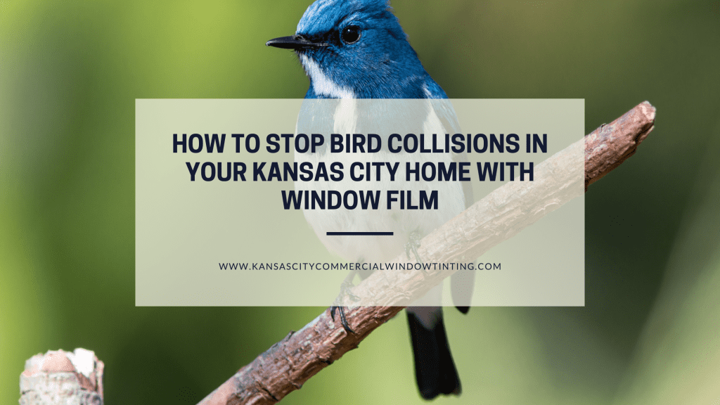 stop bird collisions kansas city window film